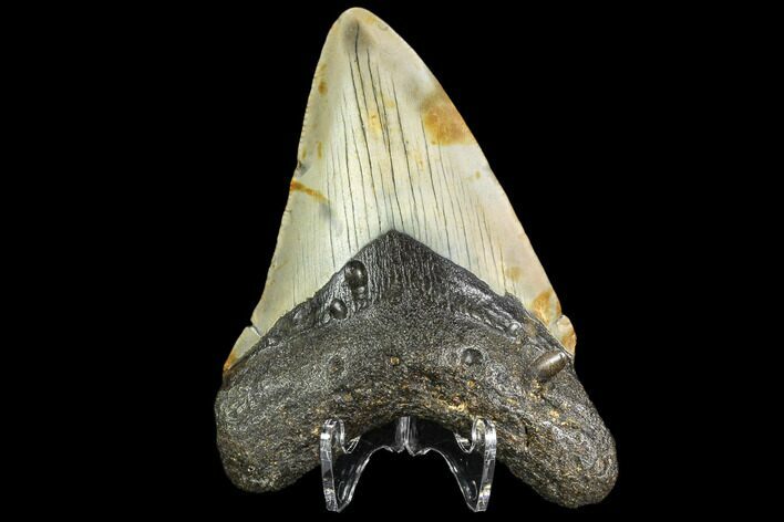 Fossil Megalodon Tooth - North Carolina #109537